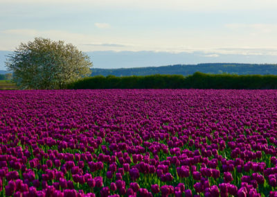 The Purple Field